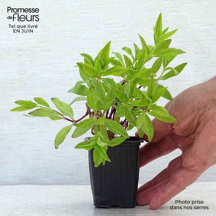 Exemplar von Saponaria officinalis - Gemeines Seifenkraut Kleine Töpfe von 7/8 cm wie im Sommer geliefert