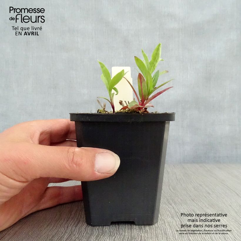 Example of Saponaria officinalis - Gemeines Seifenkraut Kleine Töpfe von 7/8 cm as you get in printemps