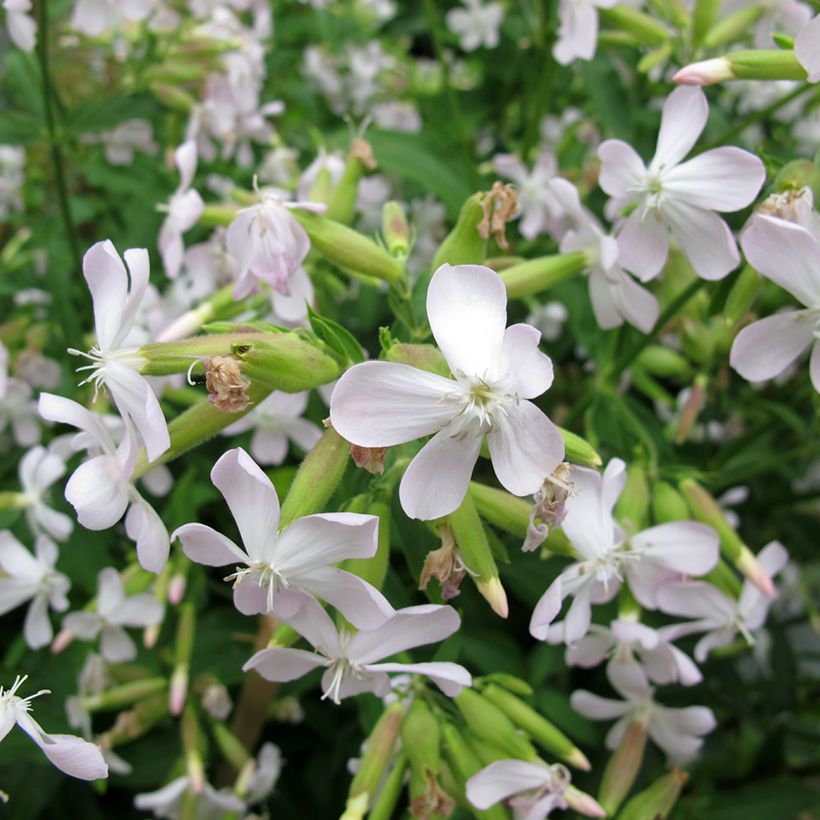 Saponaria officinalis - Gemeines Seifenkraut (Flowering)