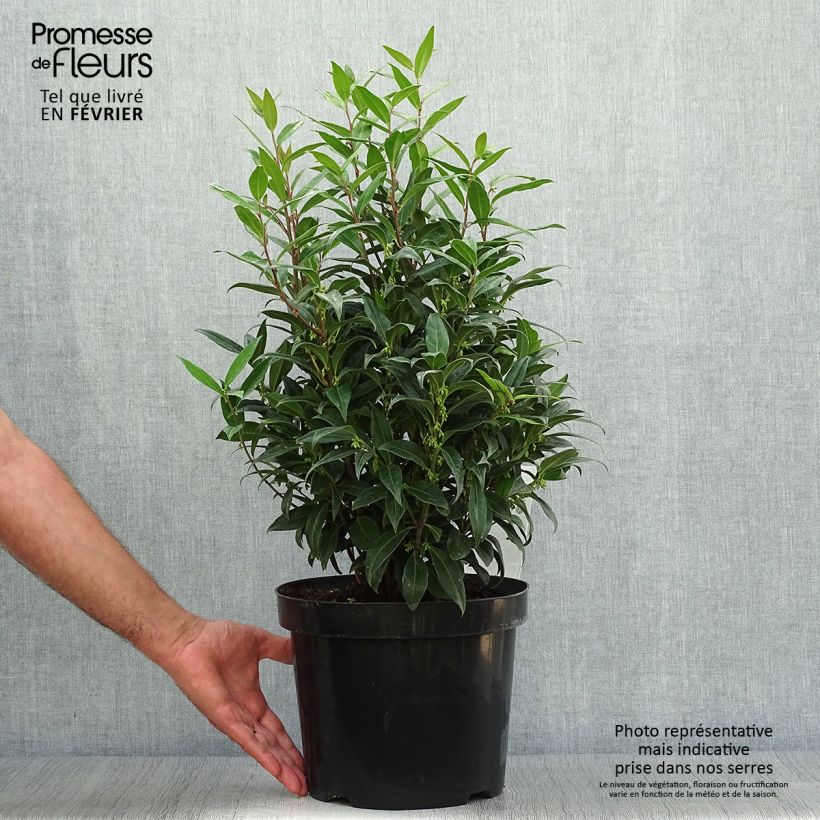Exemplar von Sarcococca Winter Gem - Schleimbeere Topf mit 6L/7L wie im Herbst geliefert