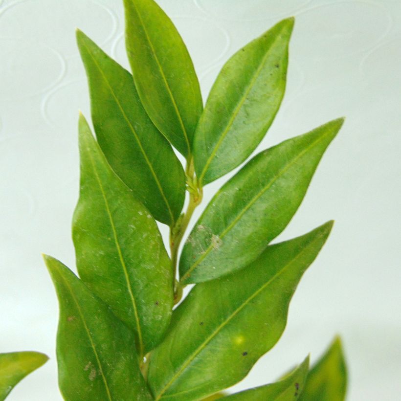 Sarcococca confusa - Schleimbeere (Foliage)