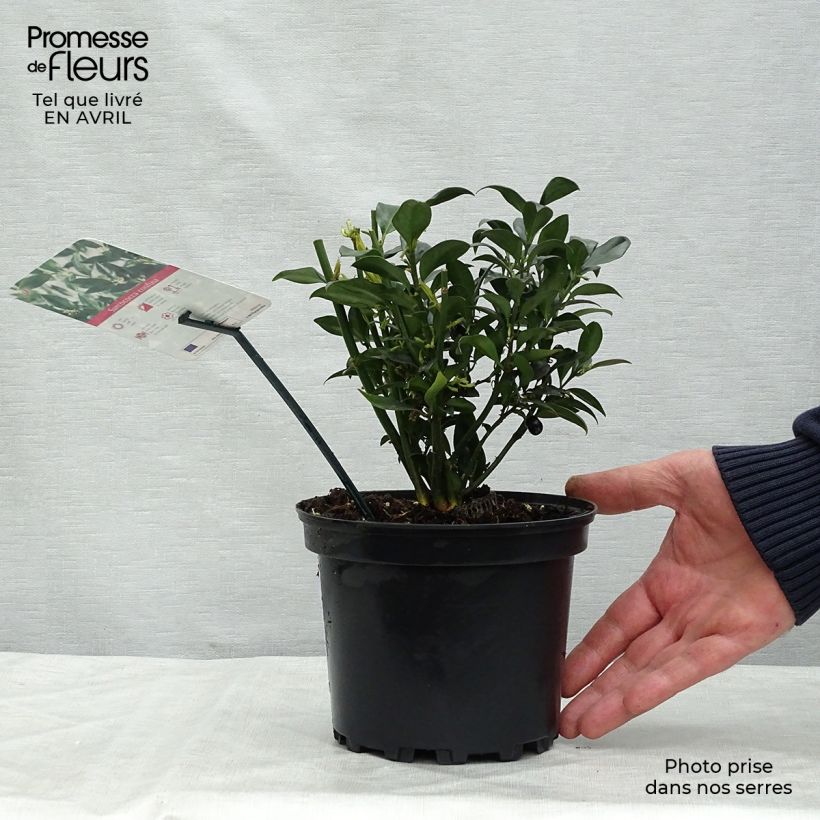 Example of Sarcococca confusa - Schleimbeere Topf mit 2L/3L as you get in printemps