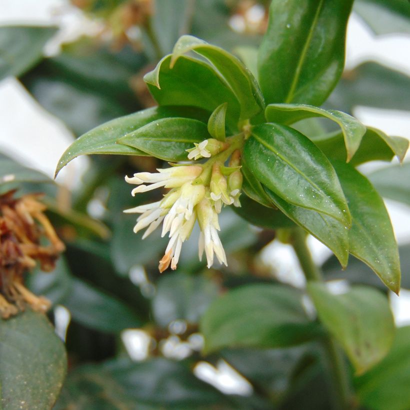 Sarcococca hookeriana - Schleimbeere (Flowering)
