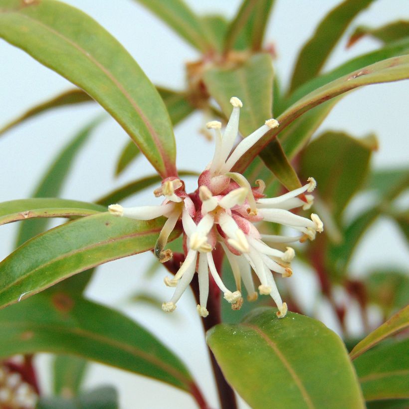 Sarcococca hookeriana var. digyna - Schleimbeere (Flowering)
