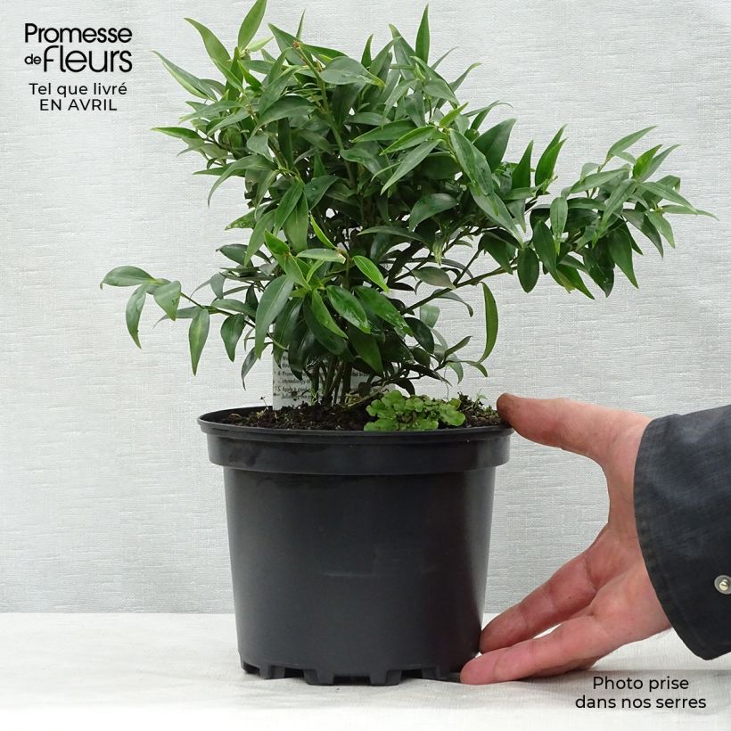 Example of Sarcococca hookeriana var. digyna - Schleimbeere Topf mit 2L/3L as you get in printemps