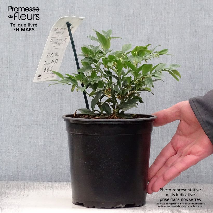 Example of Sarcococca hookeriana - Schleimbeere Topf mit 2L/3L as you get in printemps