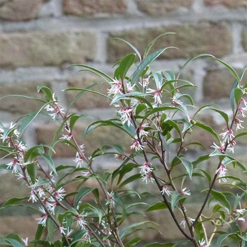 Sarcococca hookeriana var. digyna Purple Stem - Schleimbeere (Flowering)