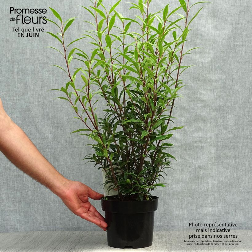Exemplar von Sarcococca hookeriana var. digyna Purple Stem - Schleimbeere Topf mit 2L/3L wie im Sommer geliefert