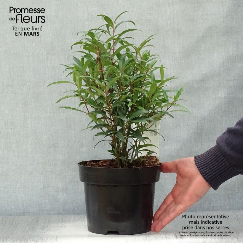 Example of Sarcococca hookeriana var. digyna Purple Stem - Schleimbeere Topf mit 2L/3L as you get in printemps