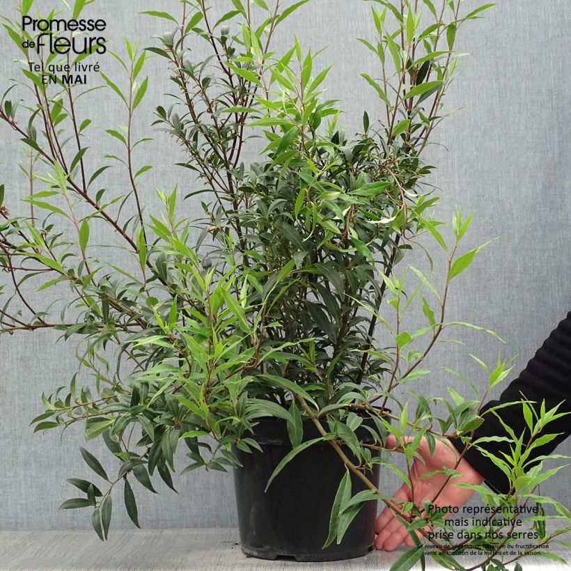 Example of Sarcococca hookeriana var. digyna Purple Stem - Schleimbeere Topf mit 7,5L/10L as you get in printemps