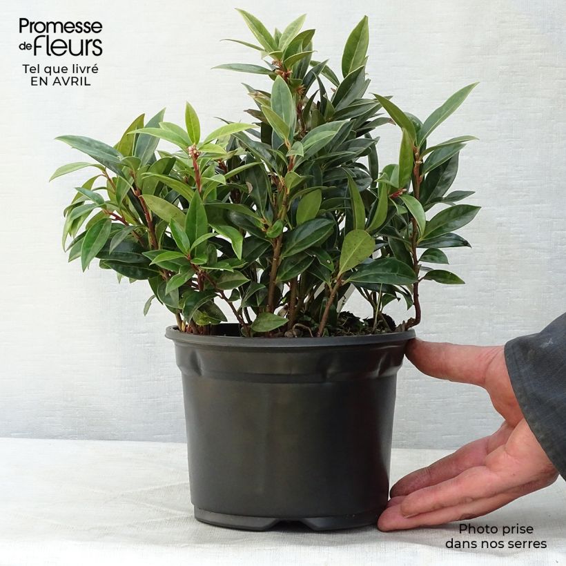Example of Sarcococca hookeriana var. humilis - Schleimbeere Topf mit 2L/3L as you get in printemps