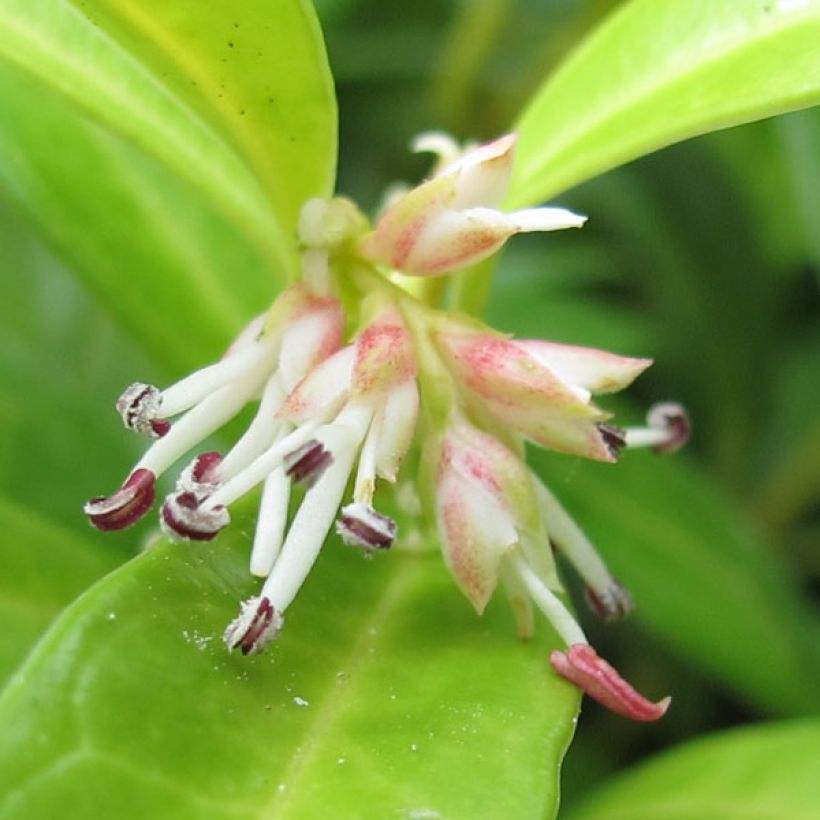 Sarcococca hookeriana var. humilis - Schleimbeere (Flowering)