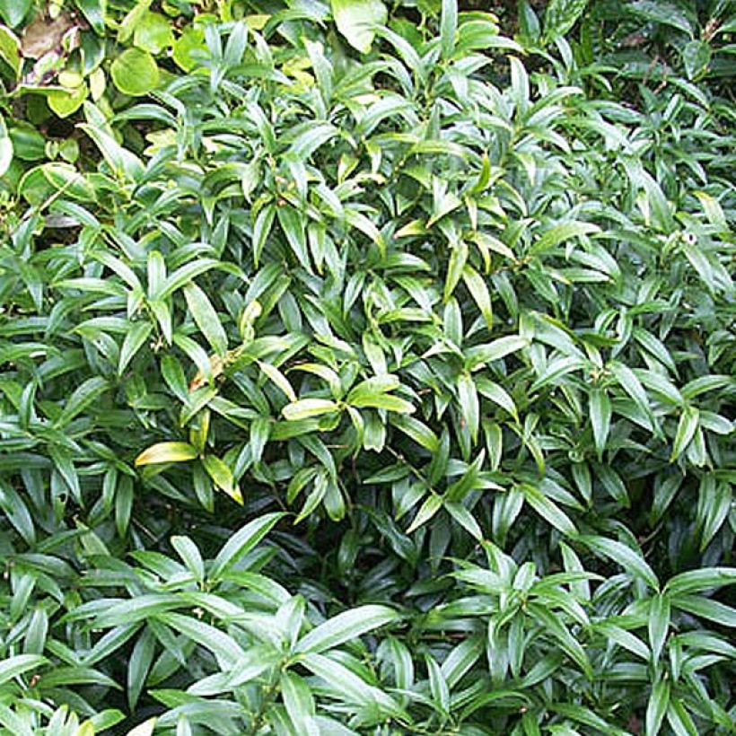 Sarcococca hookeriana var. humilis - Schleimbeere (Plant habit)