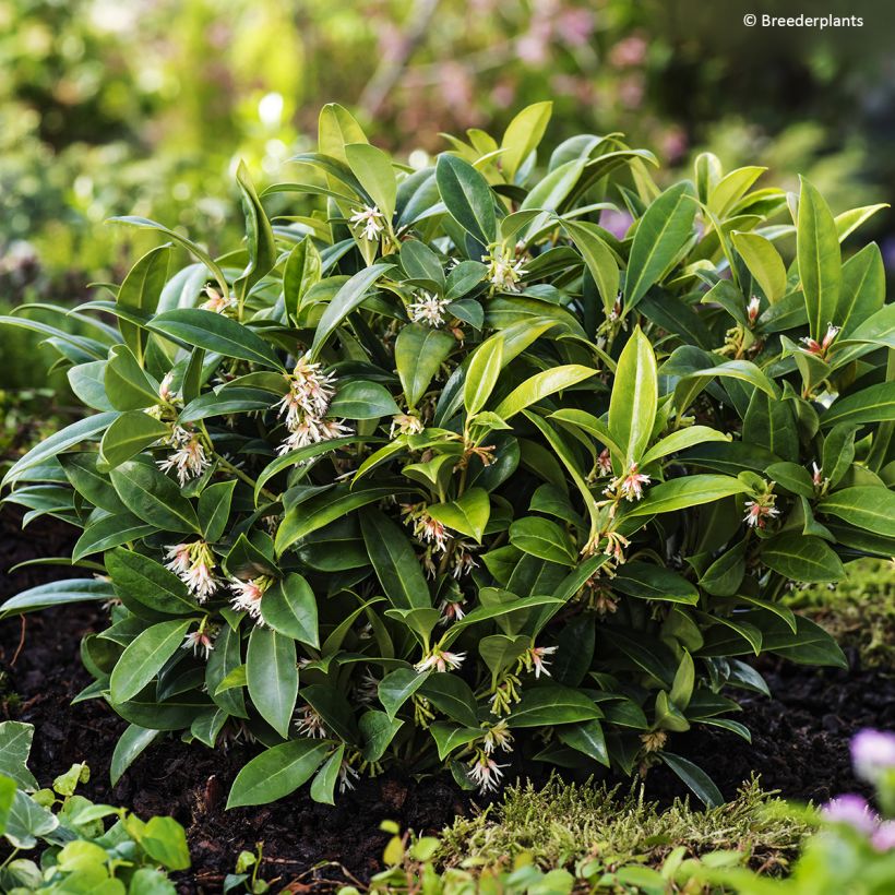 Sarcococca hookeriana var. humilis Fragrant Mountain - Schleimbeere (Wuchs)