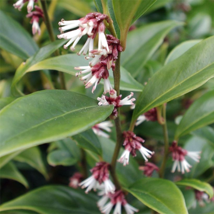 Sarcococca orientalis - Schleimbeere (Foliage)