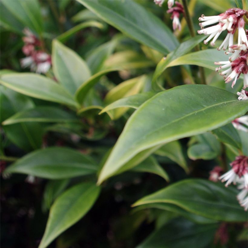 Sarcococca orientalis - Schleimbeere (Flowering)