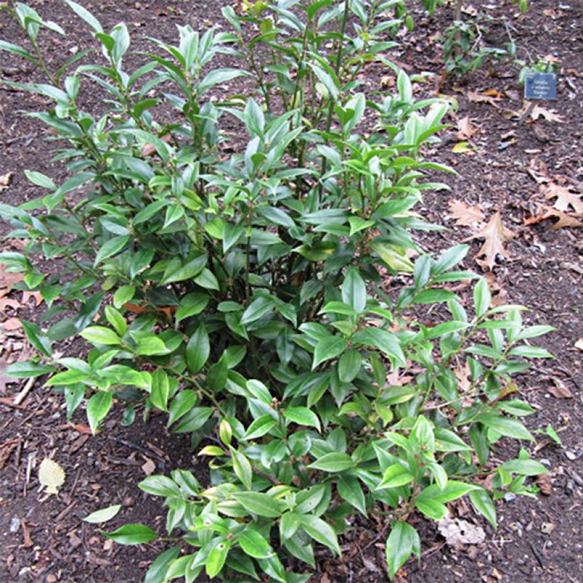 Sarcococca orientalis - Schleimbeere (Plant habit)