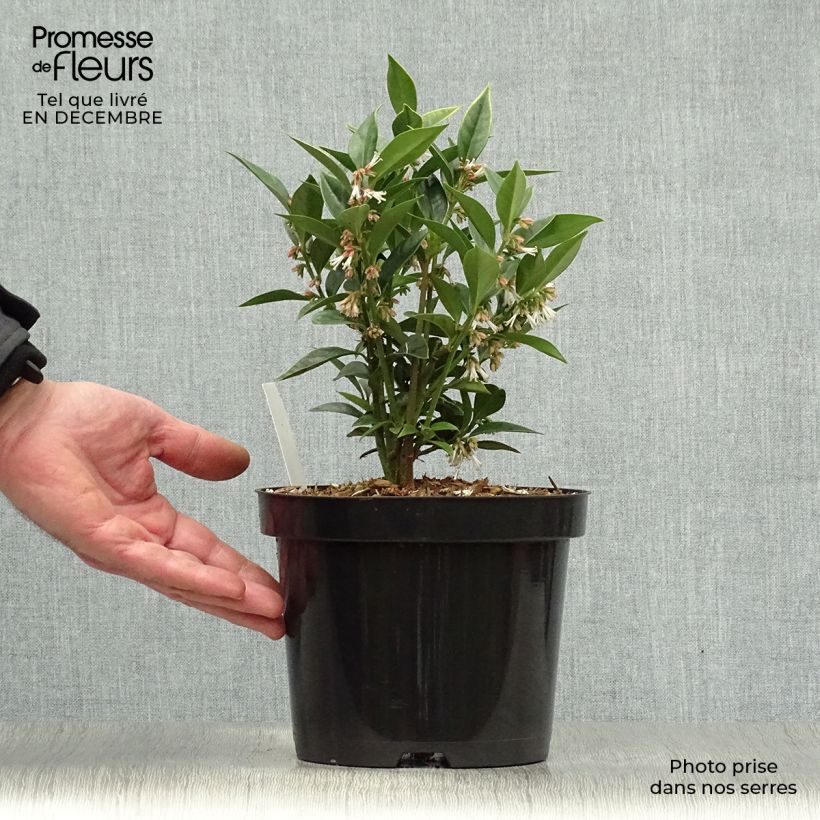 Exemplar von Sarcococca orientalis - Schleimbeere Topf mit 2L/3L wie im Winter geliefert