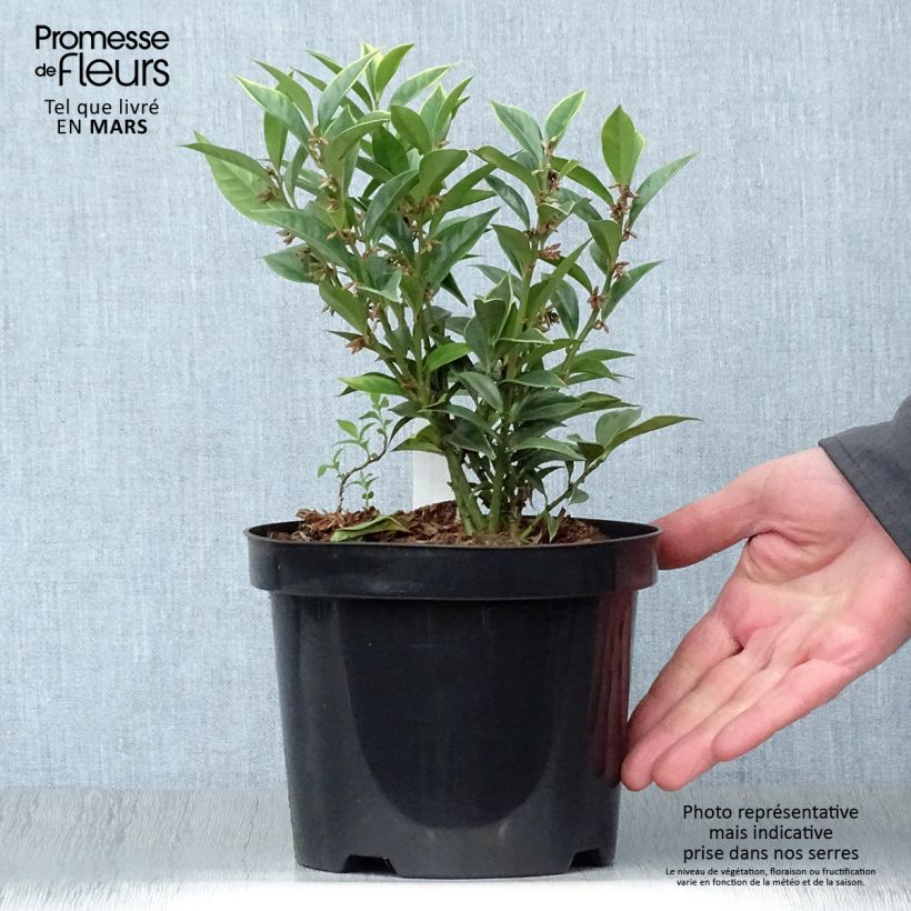 Example of Sarcococca orientalis - Schleimbeere Topf mit 2L/3L as you get in printemps