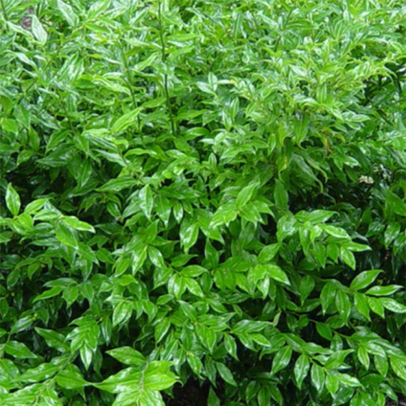 Sarcococca ruscifolia - Schleimbeere (Foliage)