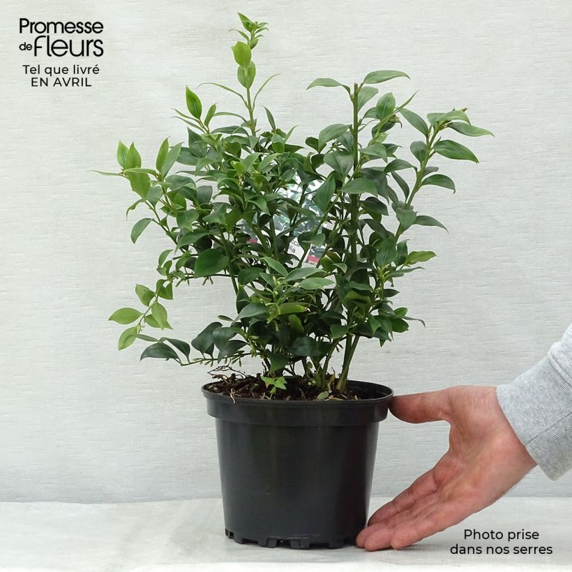 Example of Sarcococca ruscifolia - Schleimbeere Topf mit 2L/3L as you get in printemps