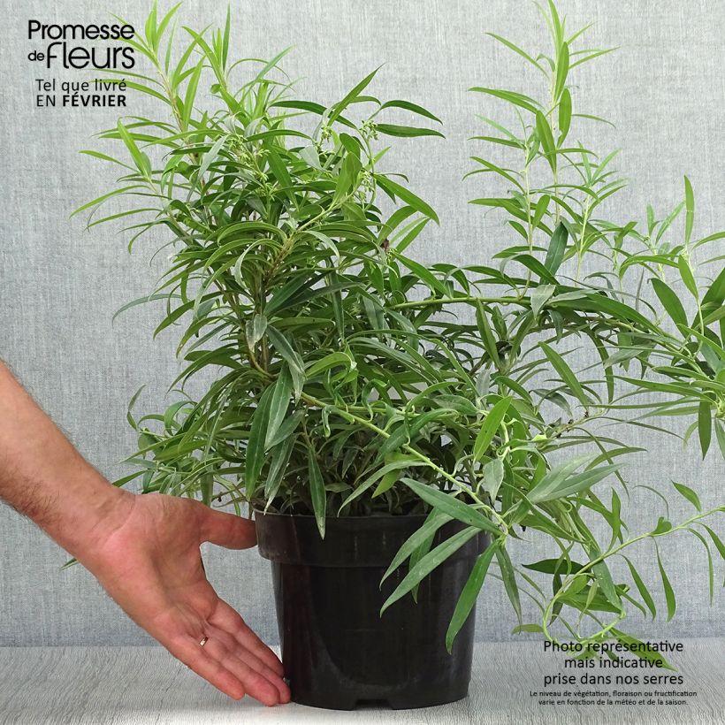 Exemplar von Sarcococca saligna - Schleimbeere Topf mit 2L/3L wie im Herbst geliefert