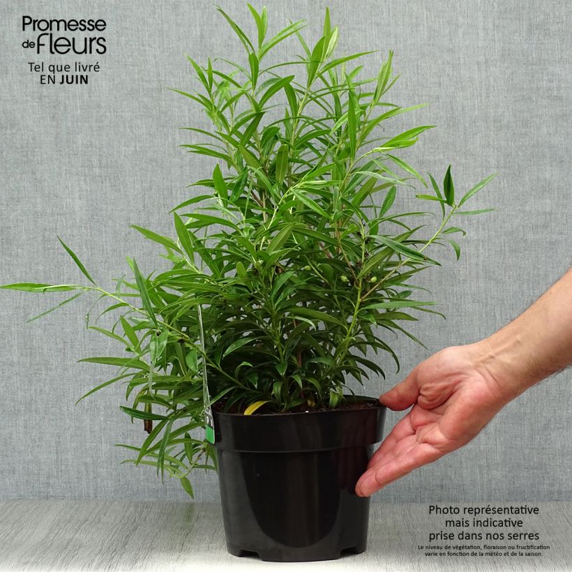 Exemplar von Sarcococca saligna - Schleimbeere Topf mit 2L/3L wie im Sommer geliefert