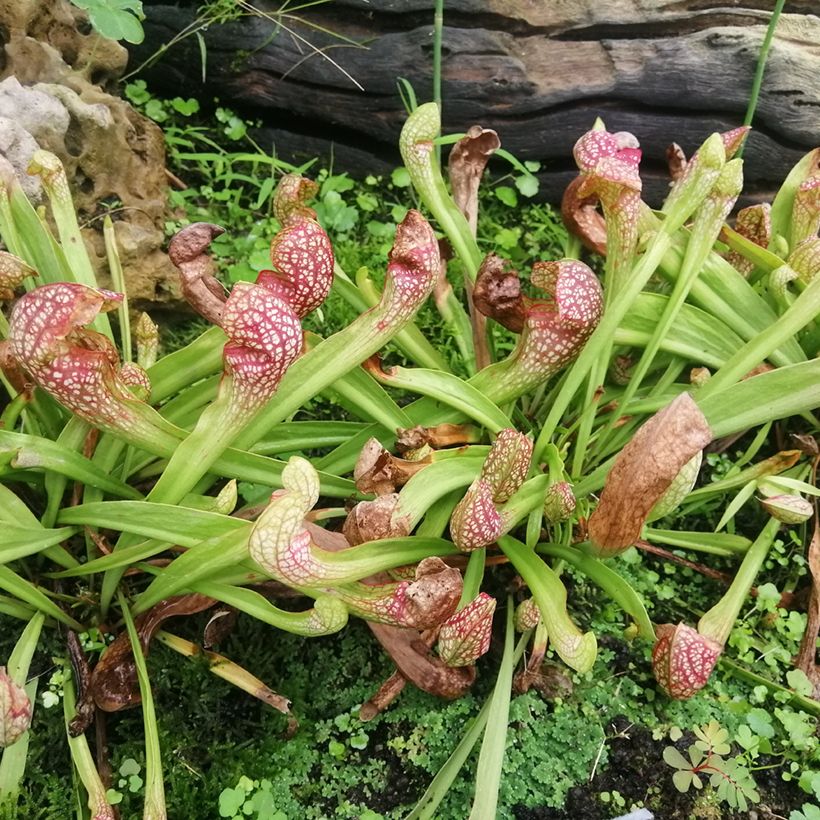 Sarracenia Scarlet Belle - Schlauchblatt (Wuchs)
