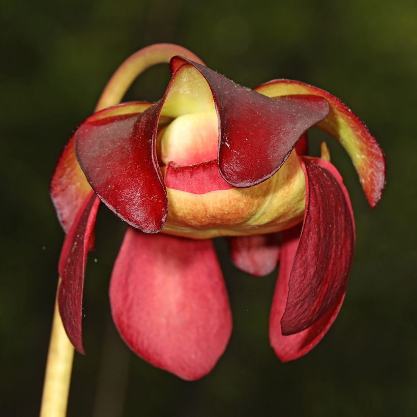Sarracenia purpurea subsp. venosa - Rote Schlauchblatt (Blüte)