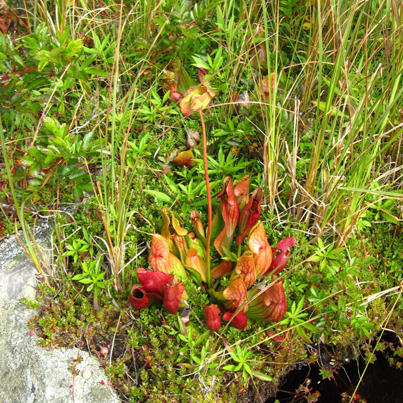 Sarracenia purpurea subsp. venosa - Rote Schlauchblatt (Wuchs)