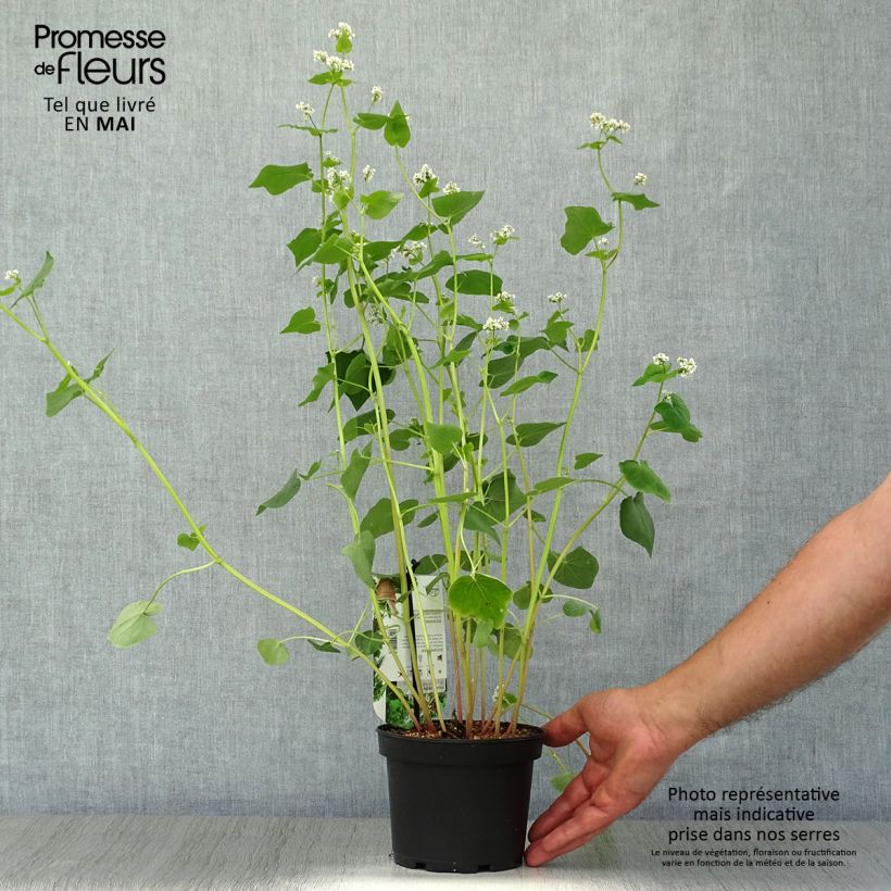 Exemplar von Echter Buchweizen - Fagopyrum esculentum Topf mit 1,5L/2L wie im Frühjahr geliefert