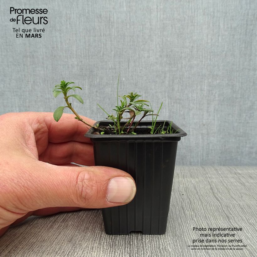 Example of Bohnenkraut citriodora - Satureja montana Kleine Töpfe von 8/9 cm as you get in printemps