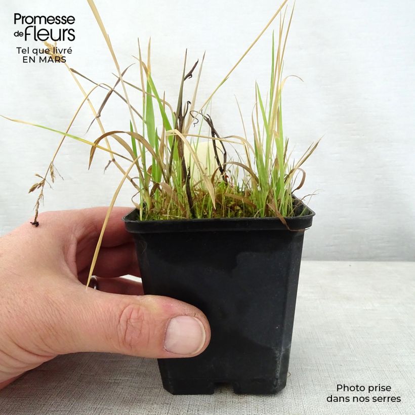 Exemplar von Saruma henryi - Herzblattwurz Kleine Töpfe von 8/9 cm wie im Frühjahr geliefert