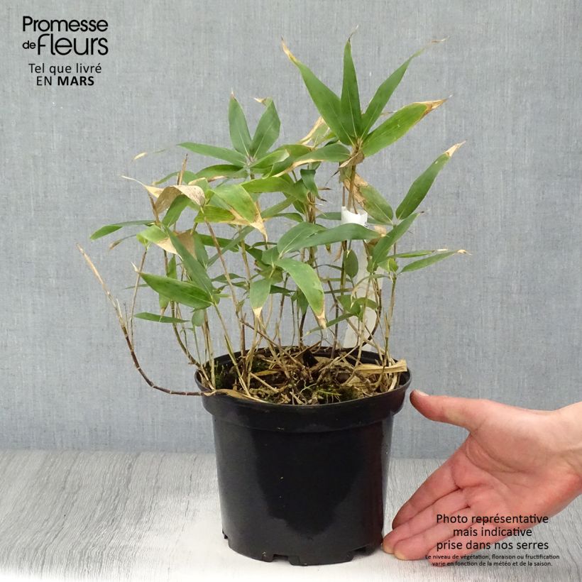 Example of Sasa kurilensis - Zwergbambus Topf mit 2L/3L as you get in printemps