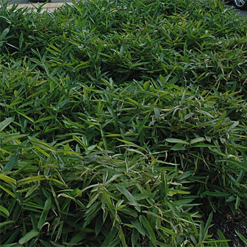 Sasa tsuboiana - Zwergbambus (Foliage)