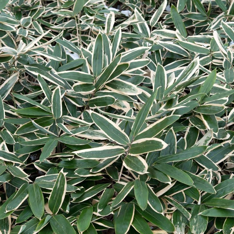 Sasa veitchii - Zwergbambus (Foliage)