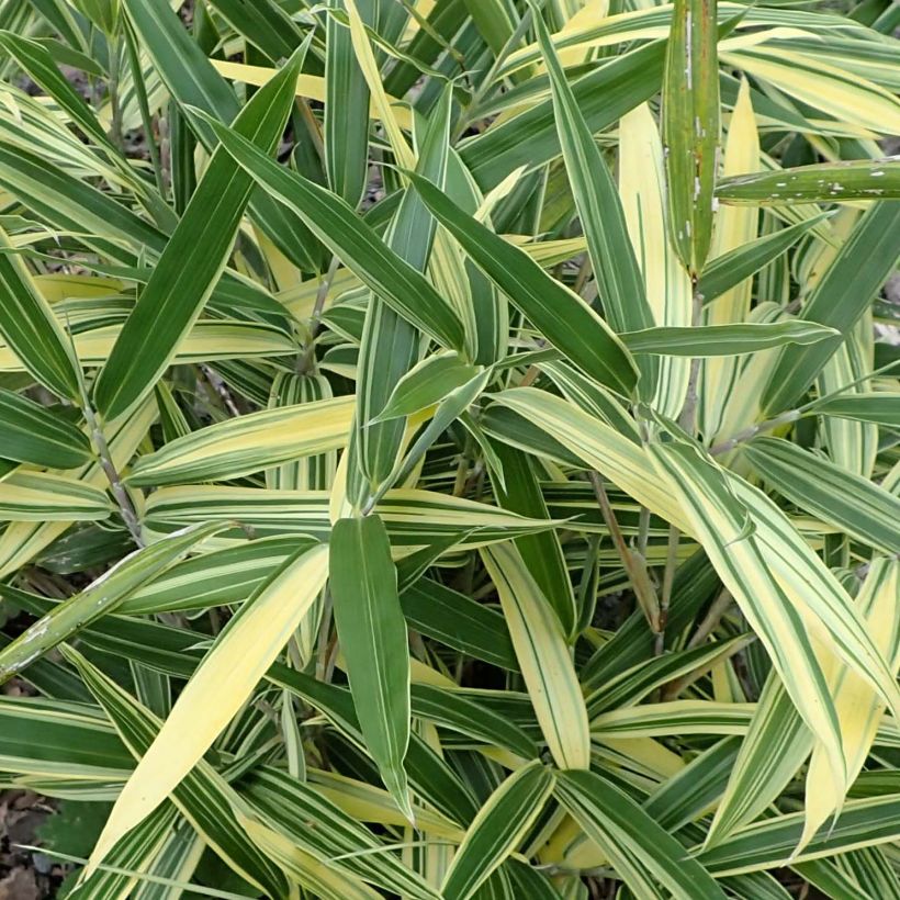 Sasaella masamuneana Albostriata - Bambus (Foliage)