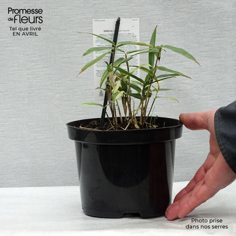 Example of Sasaella masamuneana Albostriata - Bambus Topf mit 2L/3L as you get in printemps