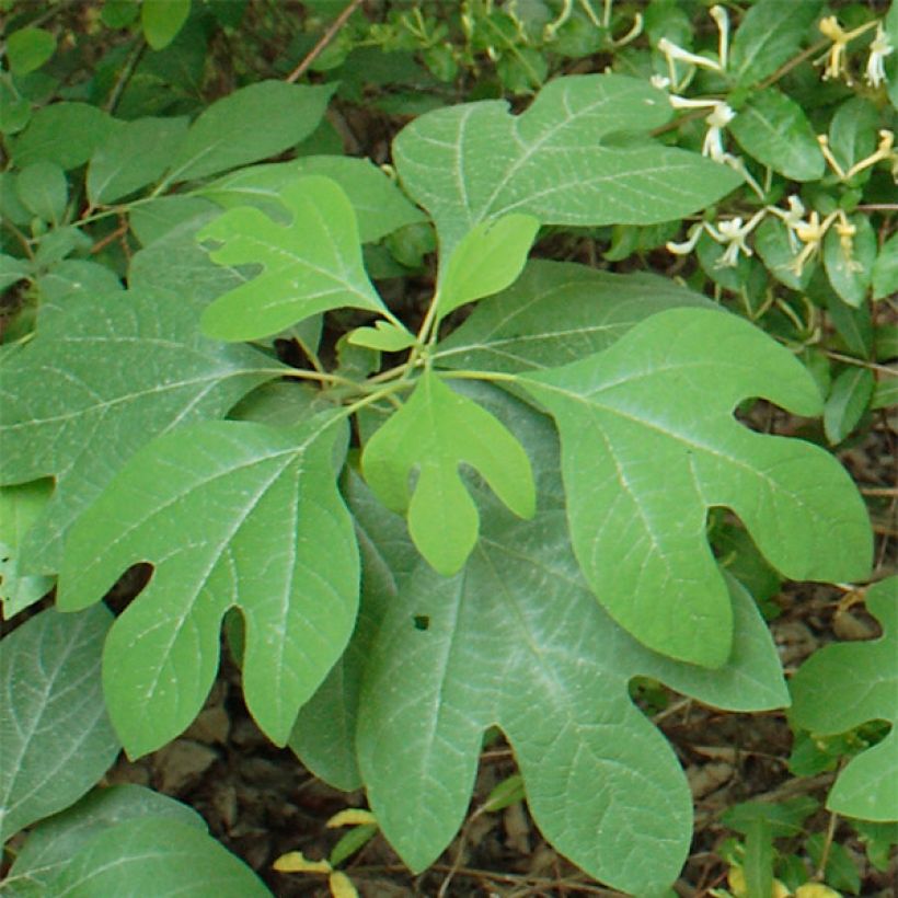 Sassafras albidum - Sassafrasbaum (Foliage)