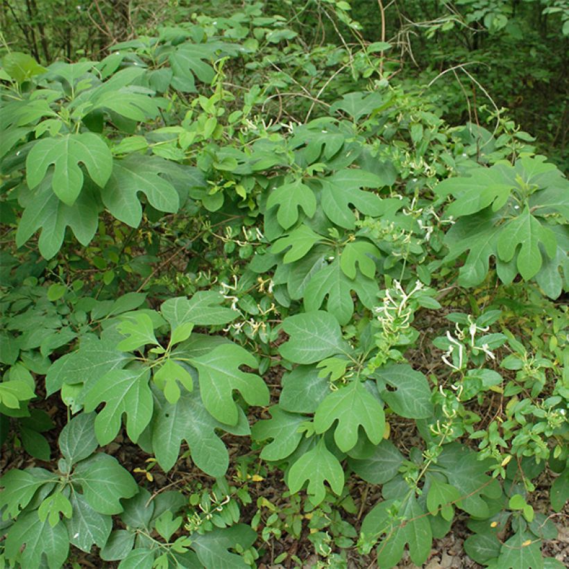 Sassafras albidum - Sassafrasbaum (Plant habit)