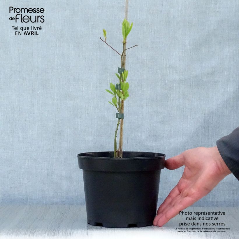 Example of Sassafras albidum - Sassafrasbaum Topf mit 3L/4L as you get in printemps