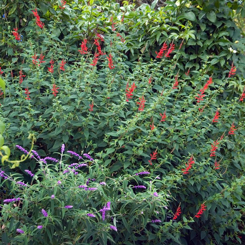 Zierlicher Salbei Ananas - Salvia elegans (Wuchs)
