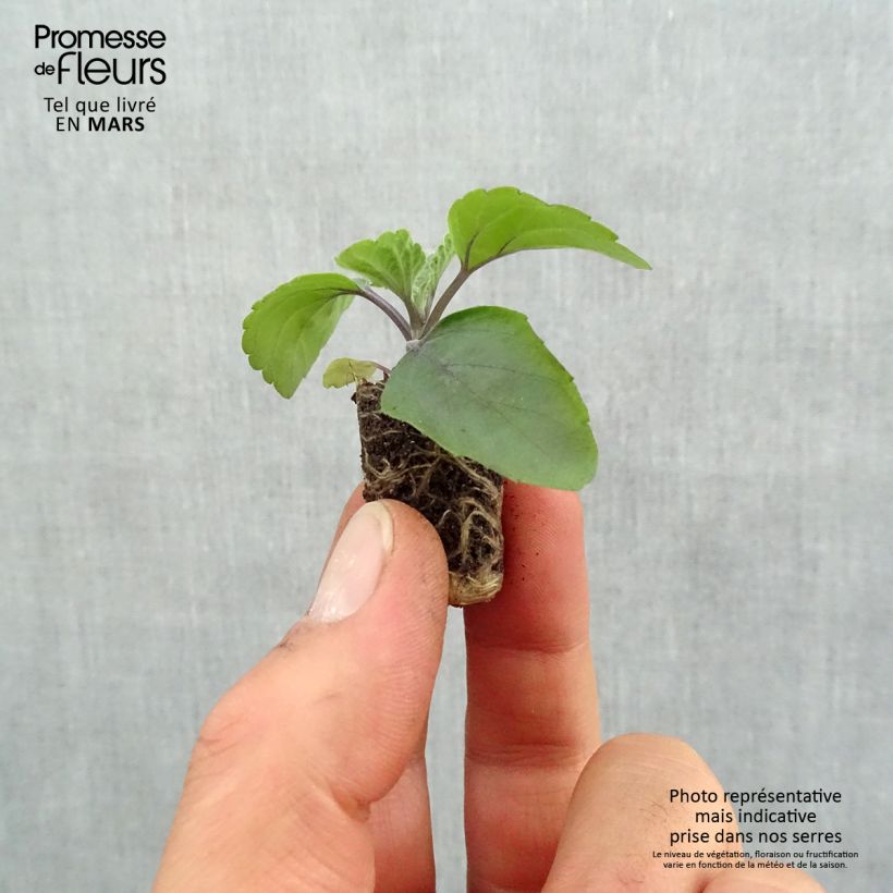 Example of Salvia Big Blue - Ziersalbei Mini-Plug Ø 1,5/2,5 cm as you get in printemps