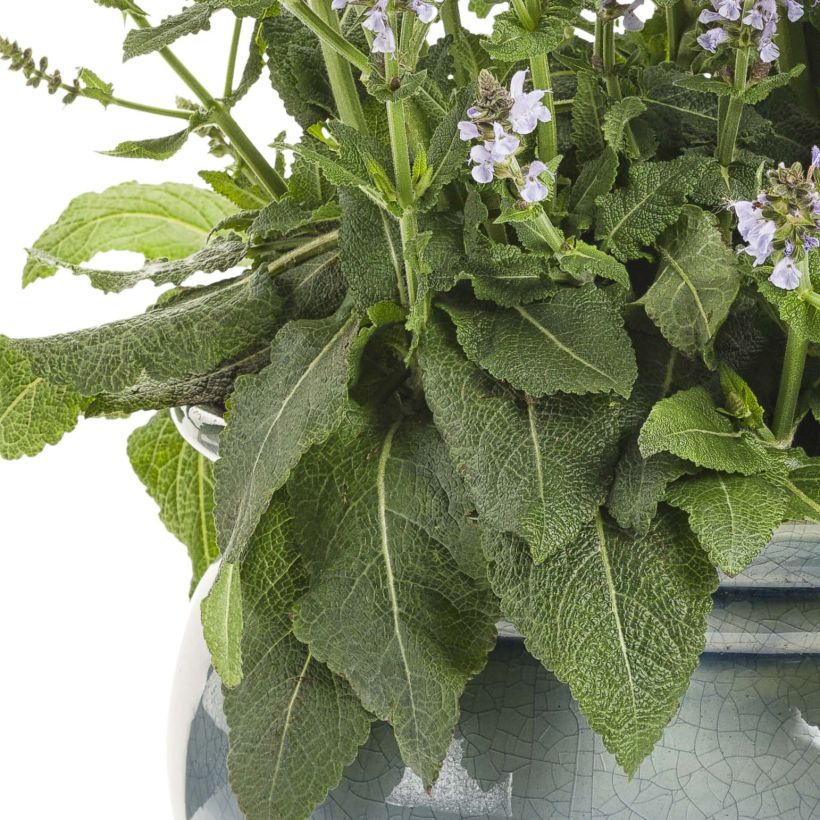 Salvia nemorosa Colorspires Crystal Blue - Steppen-Salbei (Laub)