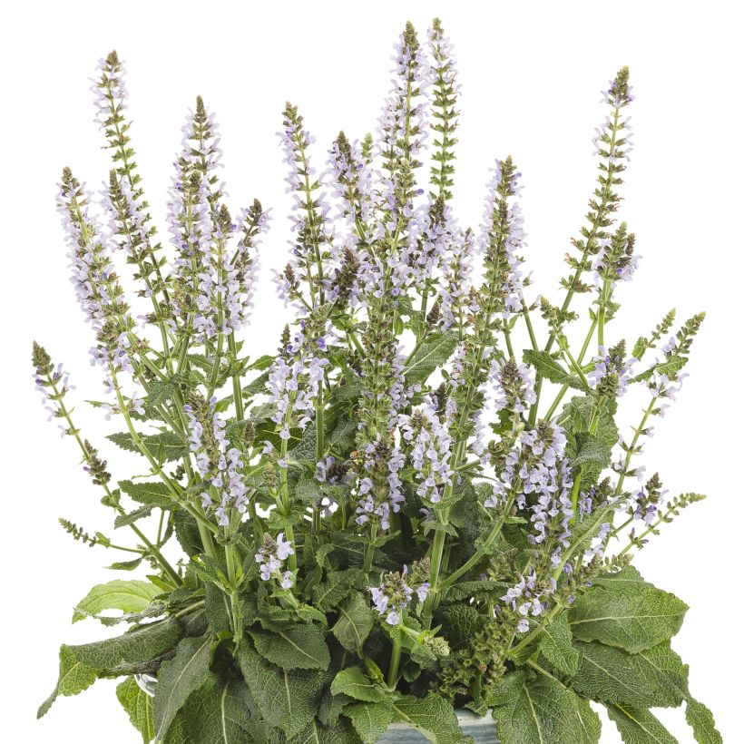 Salvia nemorosa Colorspires Crystal Blue - Steppen-Salbei (Blüte)