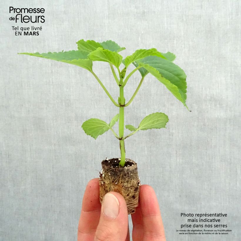 Exemplar von Feuer-Salbei Gogo Purple - Salvia Mini-Plug Ø 3/4 cm wie im Frühjahr geliefert