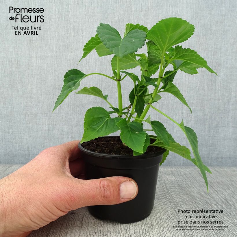 Exemplar von Feuer-Salbei Gogo Purple - Salvia Kleine Töpfe von 8/9 cm wie im Frühjahr geliefert