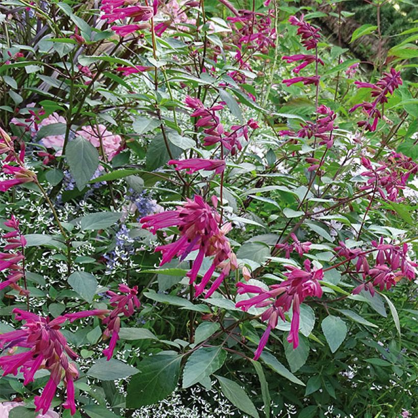 Salvia buchananii Love and Wishes - Salbei (Wuchs)