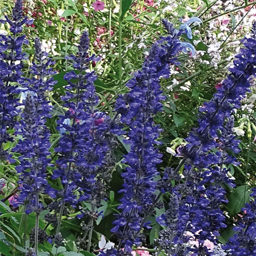 Salvia Big Blue - Ziersalbei (Flowering)
