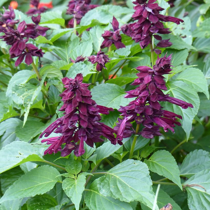 Feuer-Salbei Gogo Purple - Salvia (Blüte)